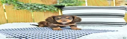 Miniature Dachshund dogs for sale: Charger - Ad 1