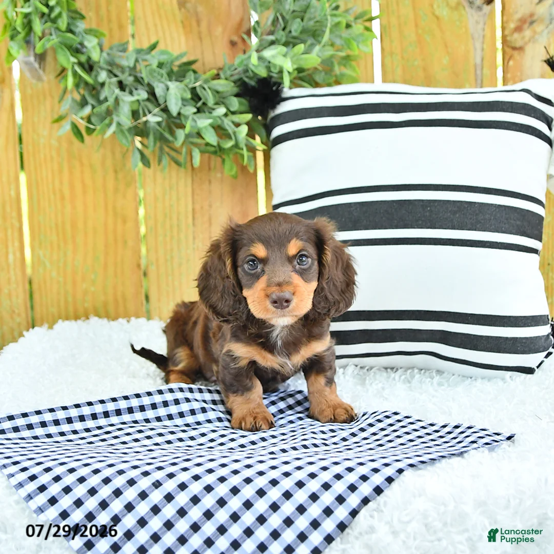 Miniature Dachshund dogs for sale: Charger - Ad 1