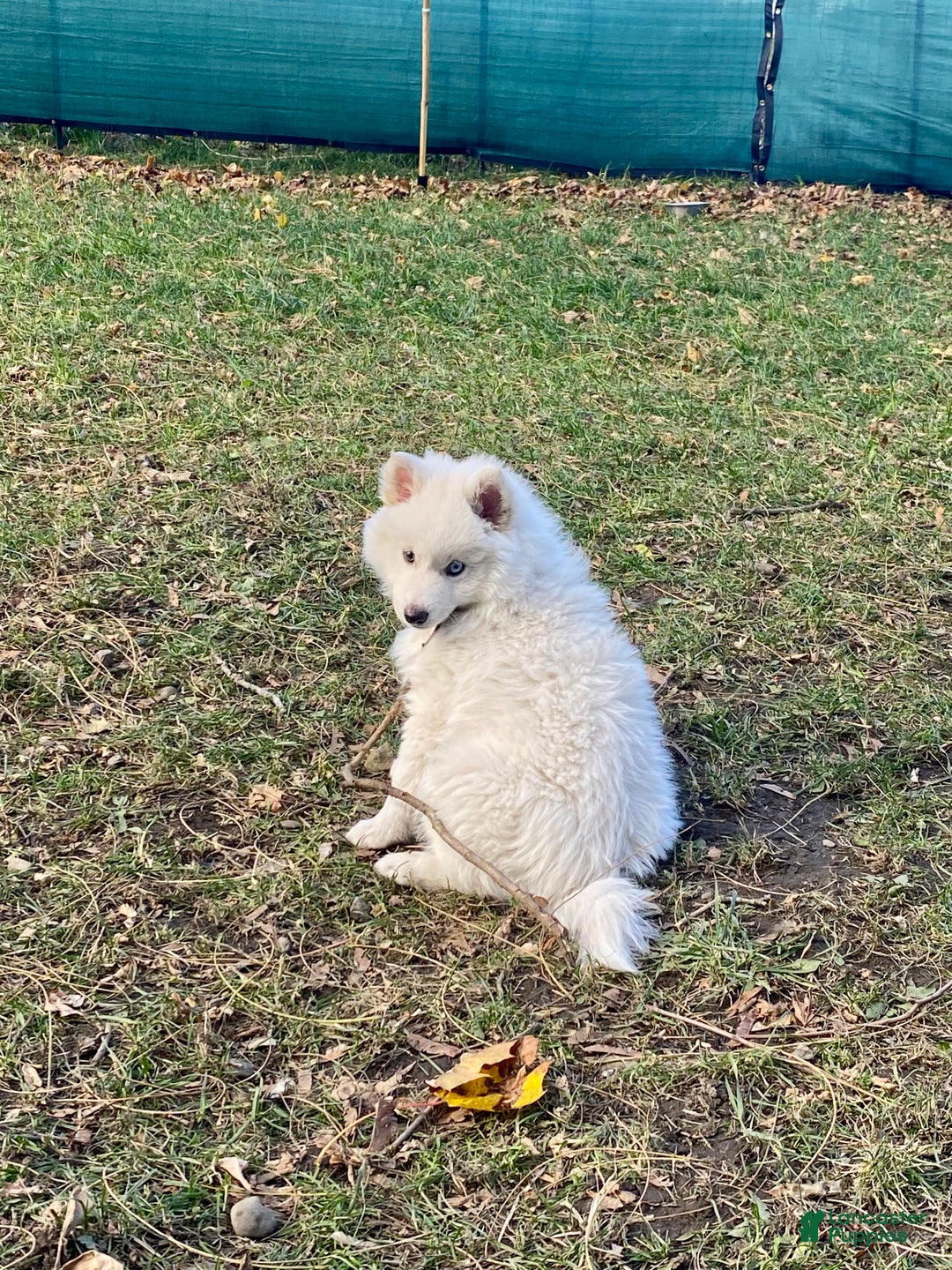 Pomsky dogs for sale: Marty - Ad 5