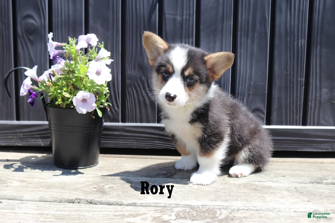 Welsh Corgi Pembroke dogs for sale: Rory - Ad 2