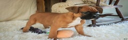 Boxer dogs for sale: Stella - Ad 10
