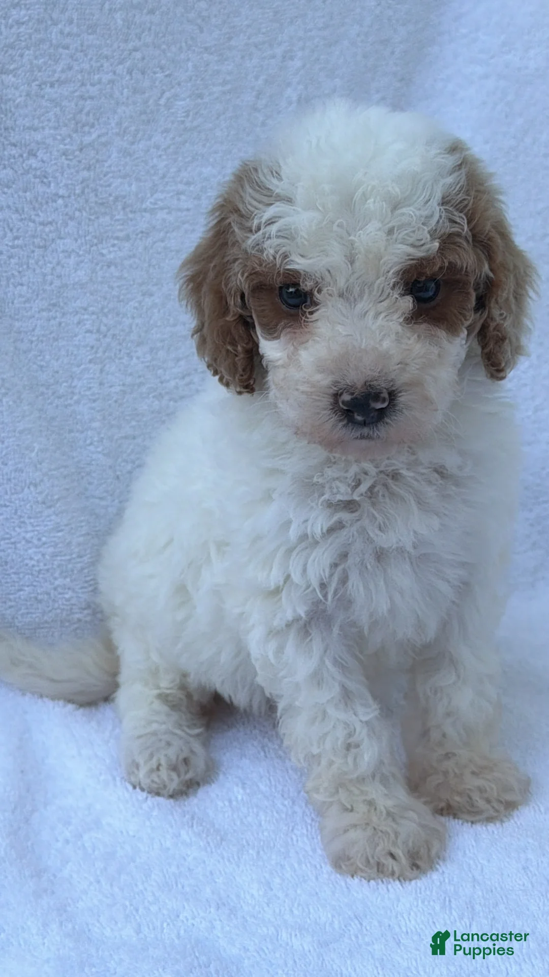 Mini Goldendoodle dogs for sale: Mini Goldendoodle Puppy 3 - Ad 4