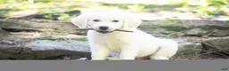 Golden Retriever dogs for sale: Golden Retriever Puppy 2 - Ad 3