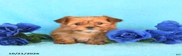 Yorkiepoo dogs for sale: Hannah - Ad 3