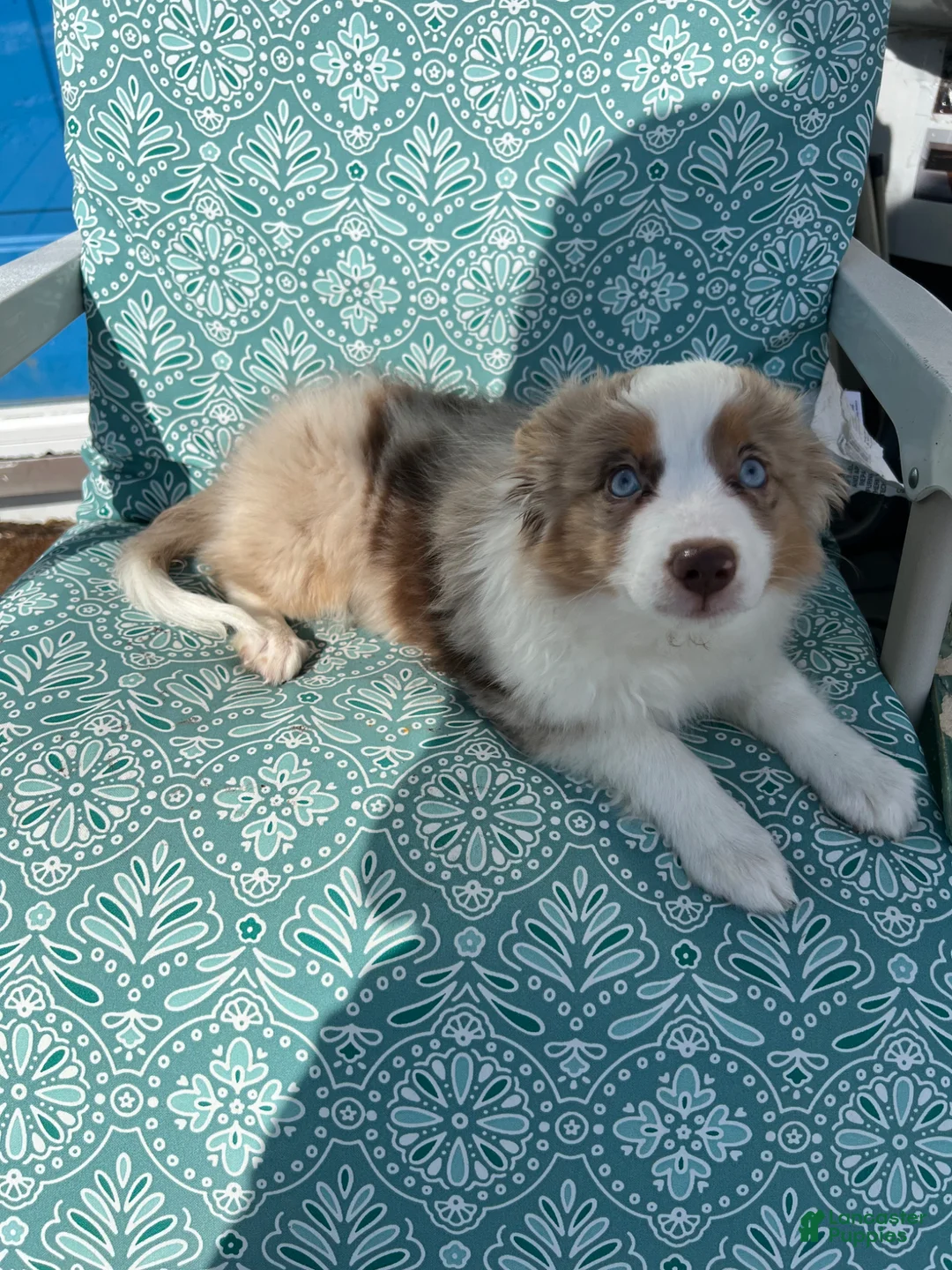 Toy Australian Shepherd dogs for sale: Toy Australian Shepherd Puppy 1 - Ad 1
