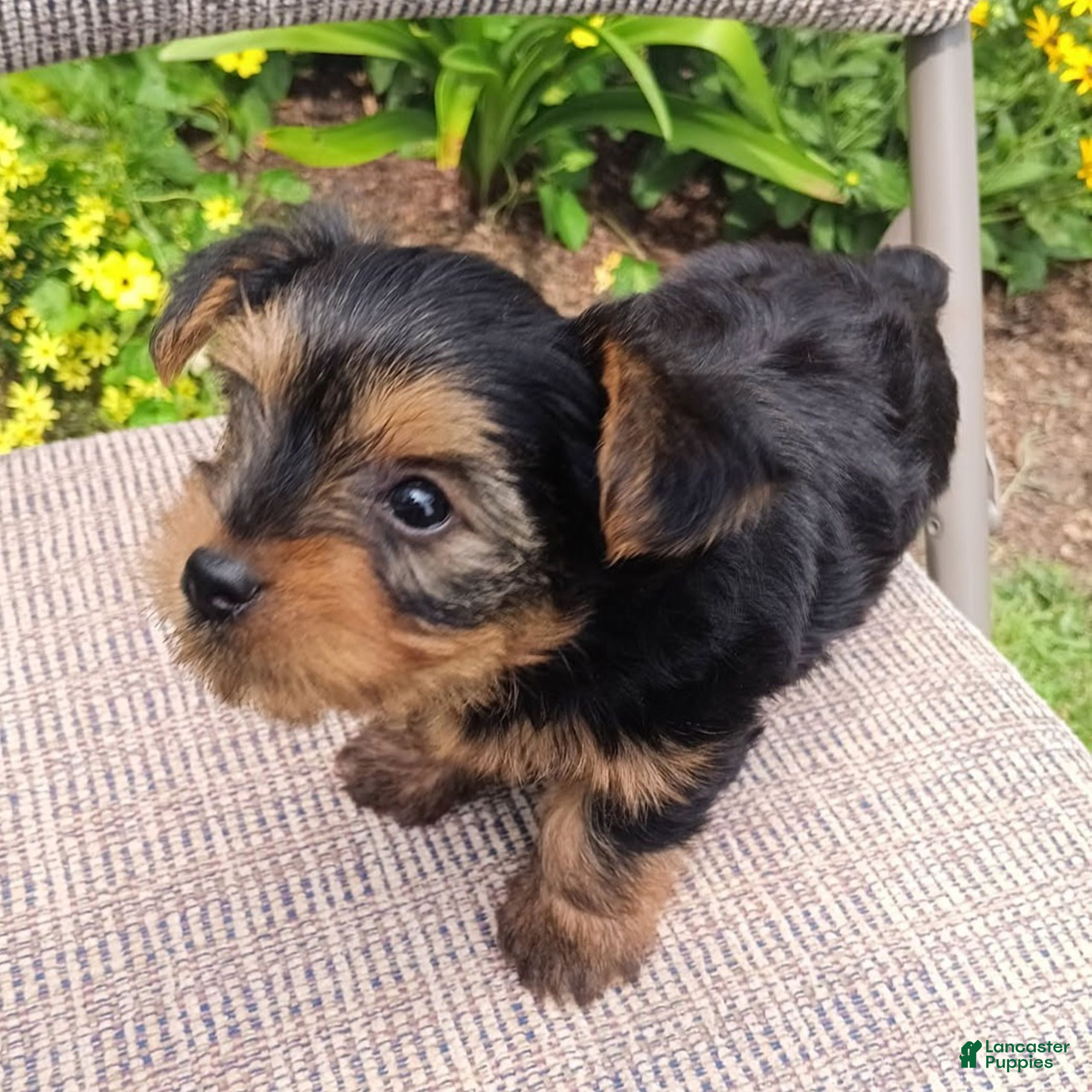 Yorkshire Terrier dogs Butch  - Ad 1