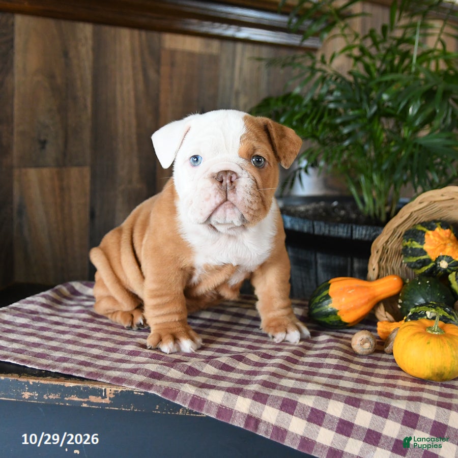 English Bulldog dogs for sale: Walker - Ad 2