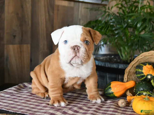 English Bulldog dogs for sale: Walker - Ad 2