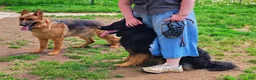 German Shepherd dogs for sale: Connie, light blue collar - Ad 12