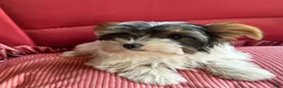 Yorkshire Terrier dogs for sale: Yorkshire Terrier Puppy 4 - Ad 7