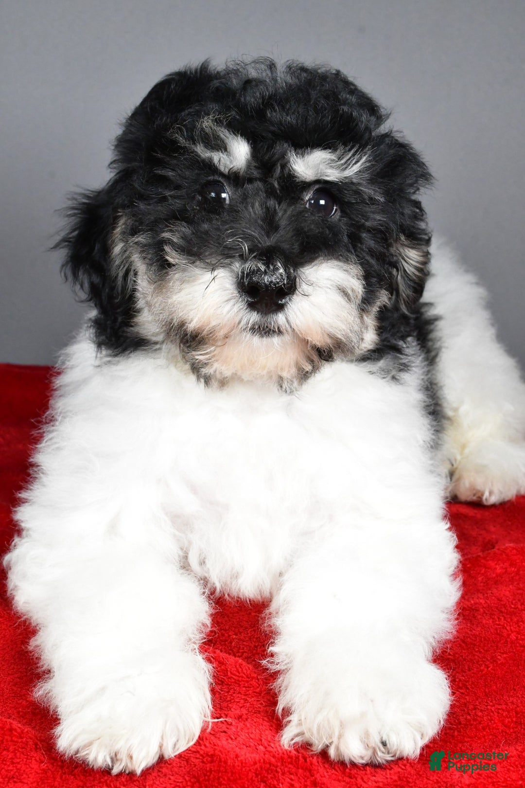 Bichpoo dogs for sale: Bichpoo Puppy 2 - Ad 1