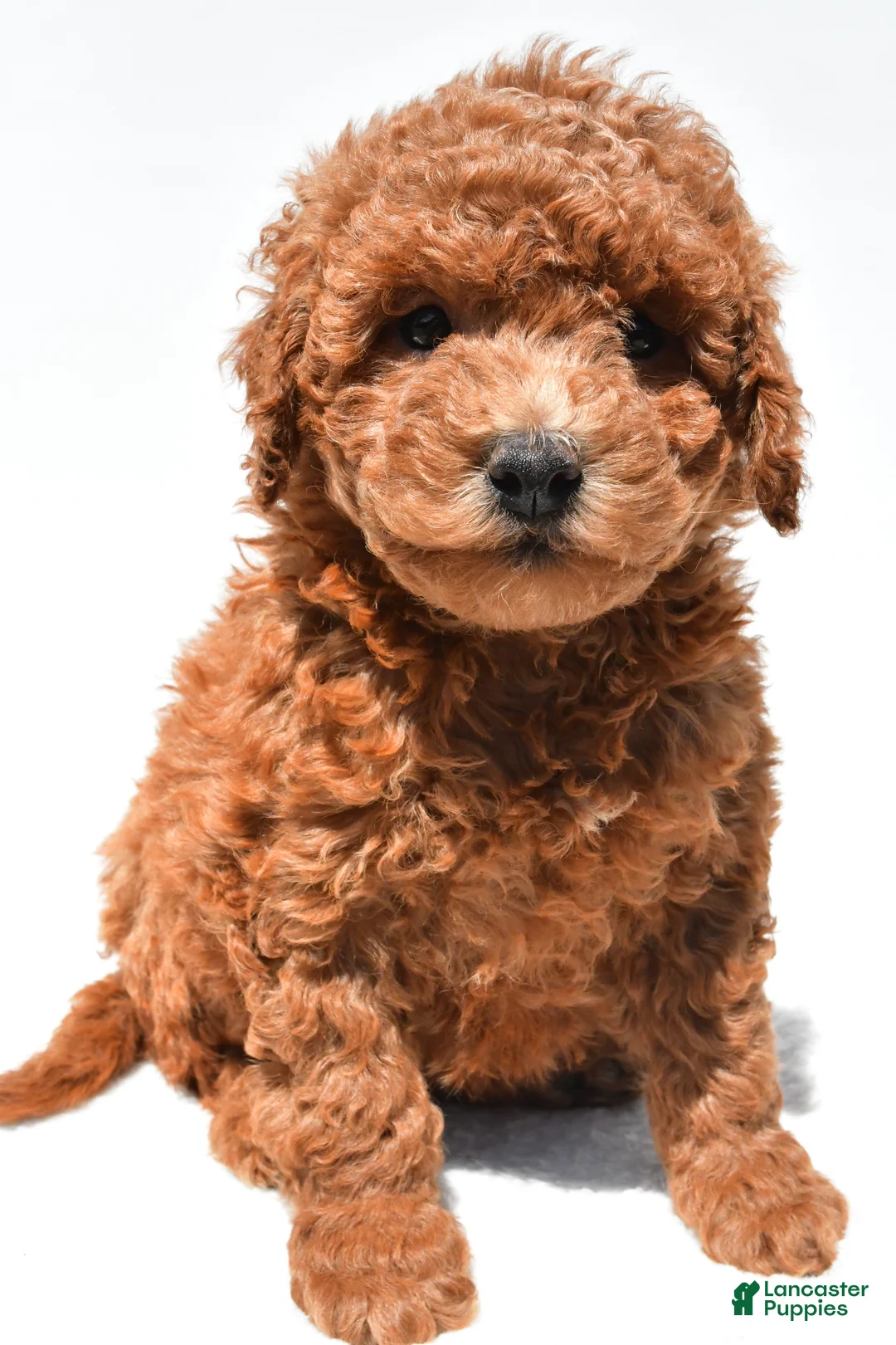 Mini Goldendoodle dogs for sale: Hazel - Ad 1