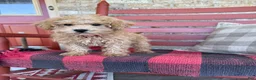 Mixed Breed dogs for sale: Mario - Ad 2