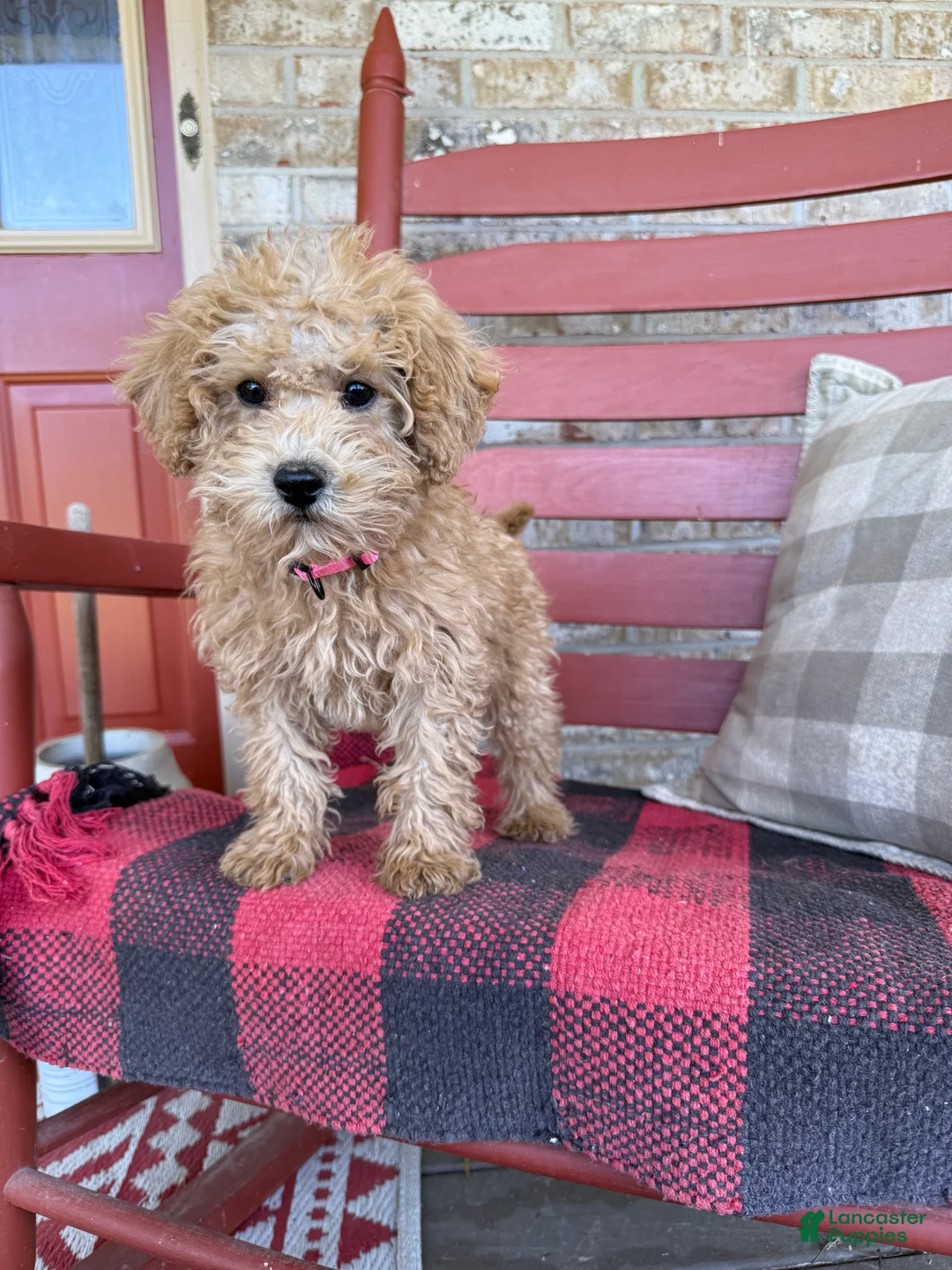 Mixed Breed dogs for sale: Mario - Ad 2
