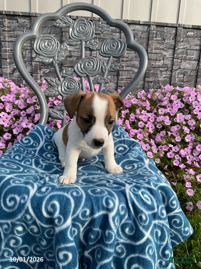 Jack Russell Terrier dogs Denver - Ad 2