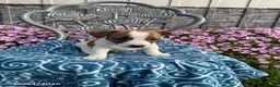 Jack Russell Terrier dogs for sale: Denver - Ad 2