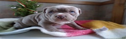 American Bully dogs for sale: American Bully Puppy 1 Zoey - Ad 5