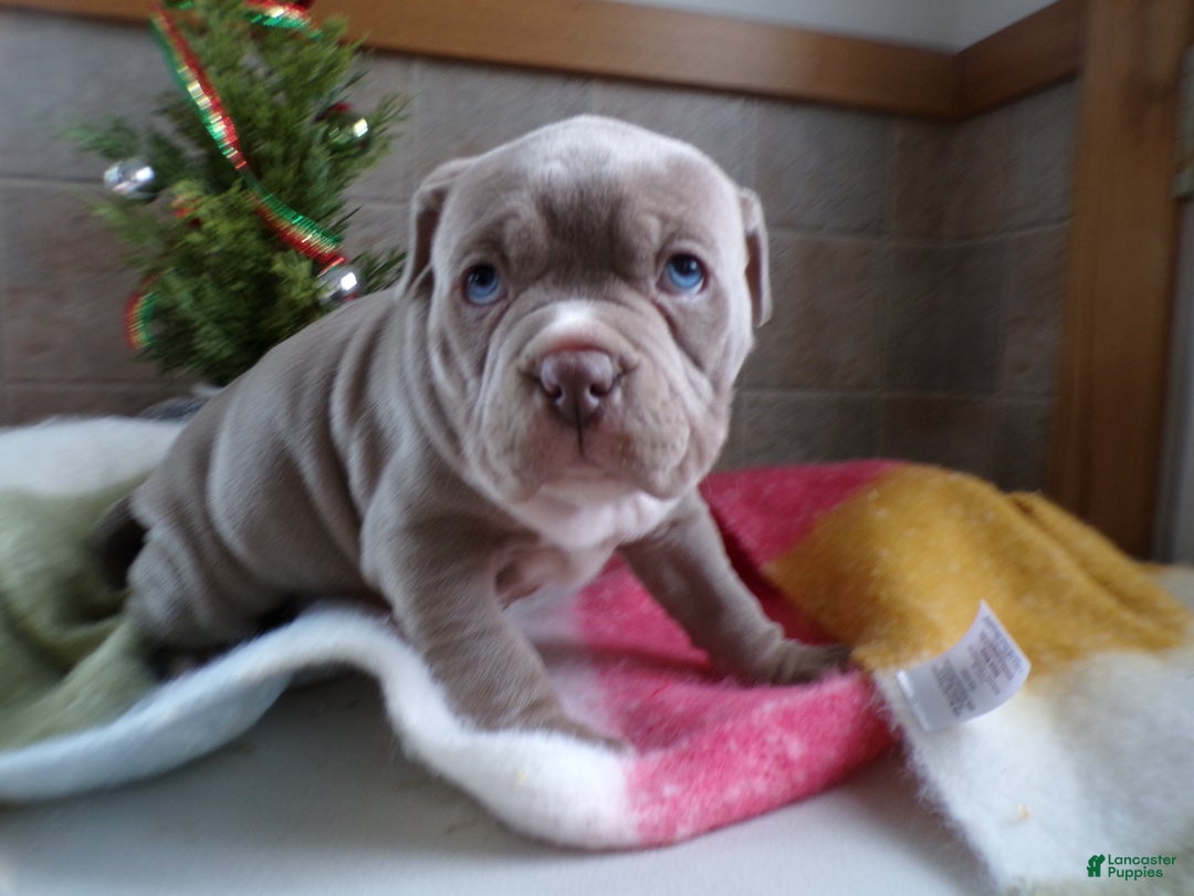 American Bully dogs for sale: American Bully Puppy 1 Zoey - Ad 5