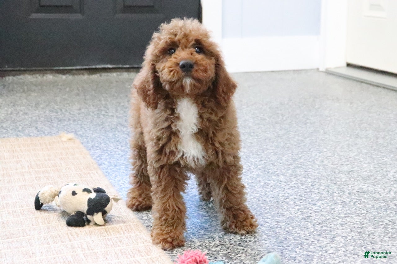 Mini Goldendoodle dogs Maggie - Ad 2