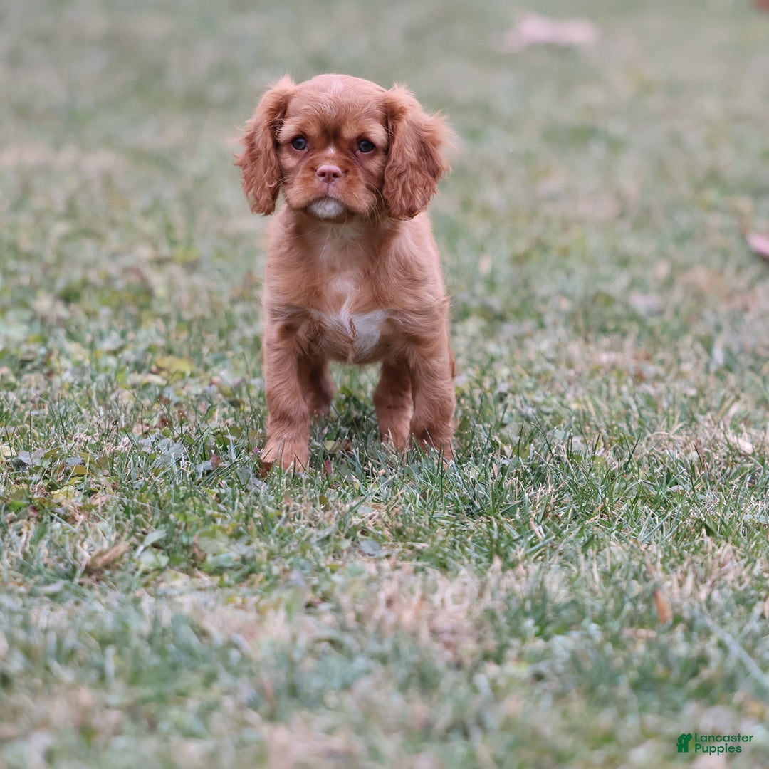 Cavalier King Charles Spaniel dogs for sale: Starburst  - Ad 7