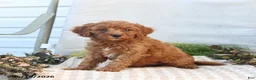 Mini Goldendoodle dogs for sale: Morgan - Ad 4