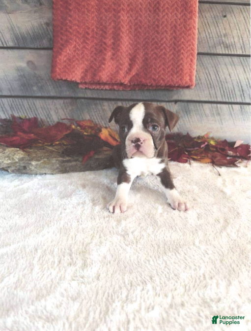 Boston Terrier dogs Marley Female Boston Terrier - Ad 2