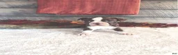 Boston Terrier dogs for sale: Marley Female Boston Terrier - Ad 2