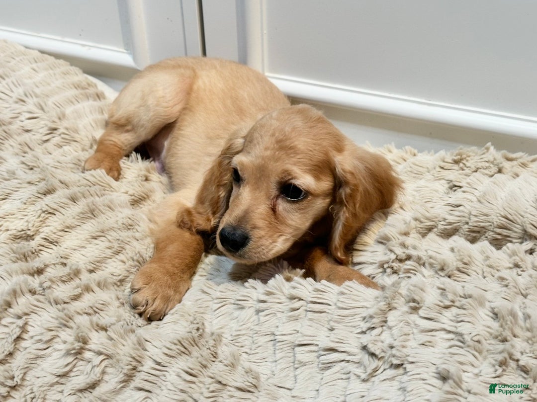 Cockapoo dogs for sale: Cane - Ad 5