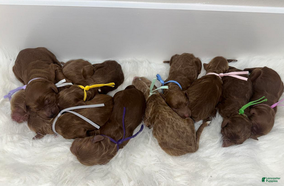 Goldendoodle dogs for sale: Girl 5 - Ad 1