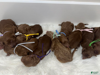 Goldendoodle dogs Girl 5 - Ad 29