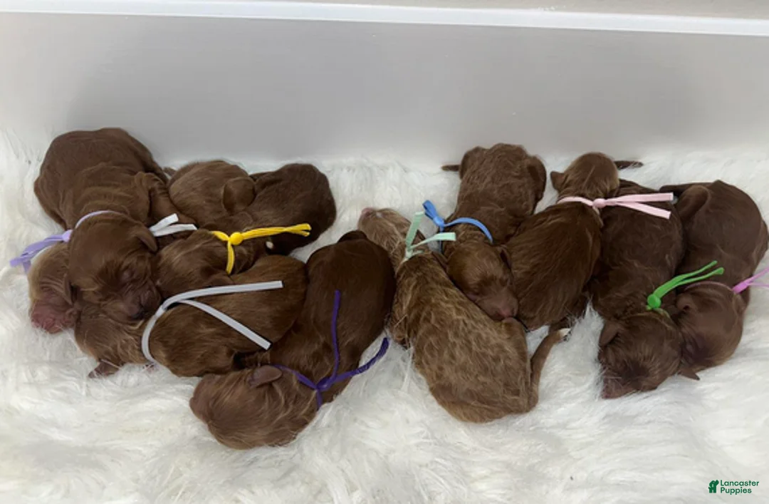 Goldendoodle dogs for sale: Girl 5 - Ad 1