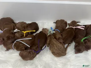 Goldendoodle dogs Girl 5 - Ad 26