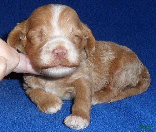Cockapoo dogs for sale: Charlie - Ad 1