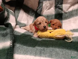 Toy Poodle dogs Toy Poodle 2 - Ad 12