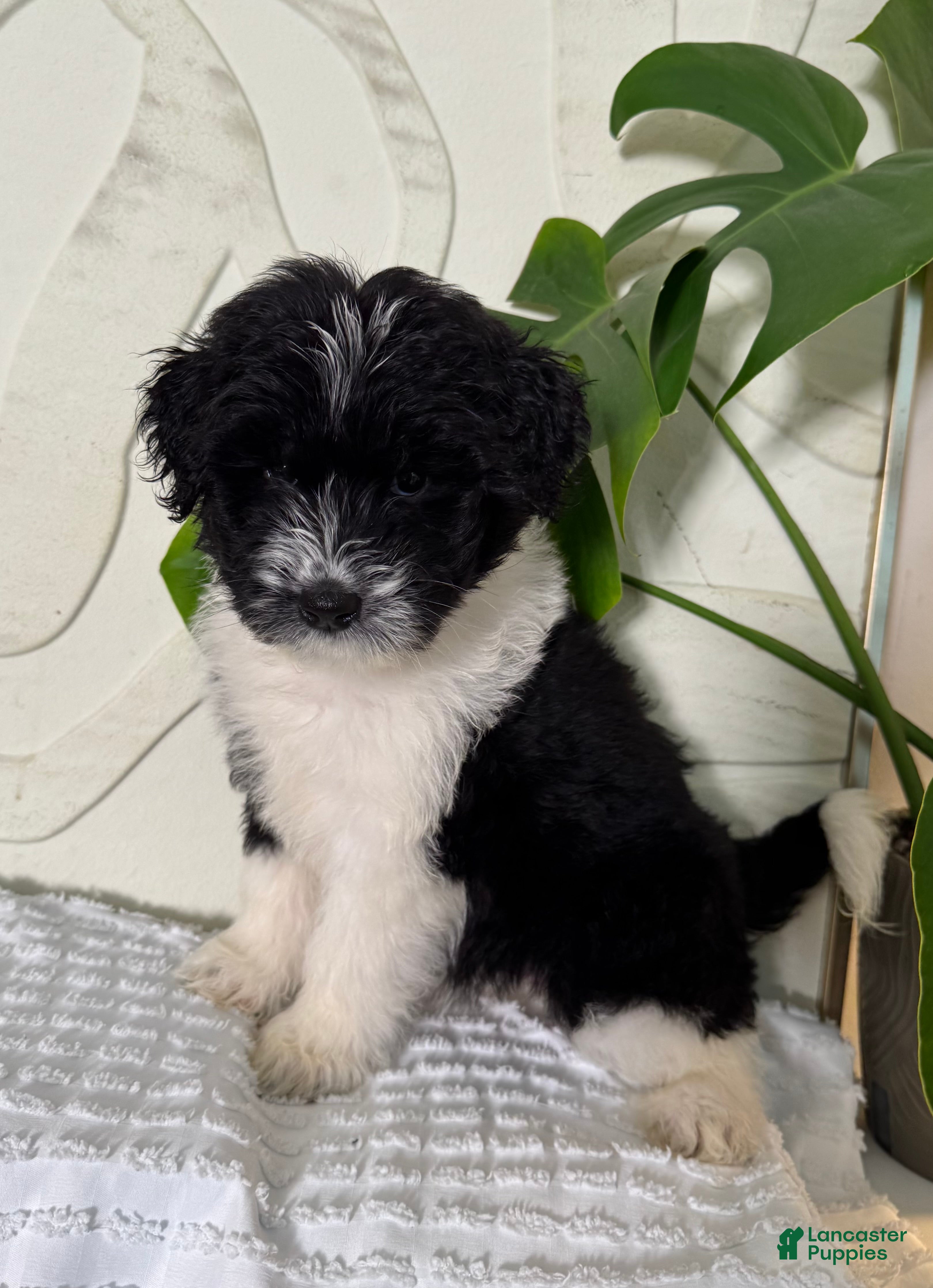 Mixed Breed dogs Mixed Breed Puppy 2 - Ad 23
