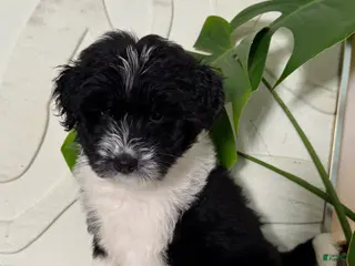 Mixed Breed dogs Mixed Breed Puppy 2 - Ad 23