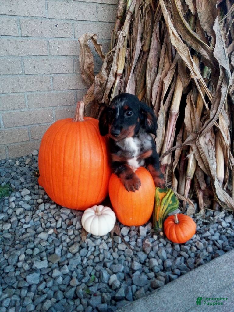 Miniature Dachshund dogs Jasper - Ad 2