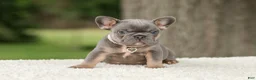 French Bulldog dogs for sale: Duke - Ad 9