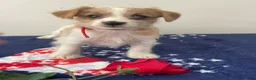 Jackapoo dogs for sale: Jared - Ad 2