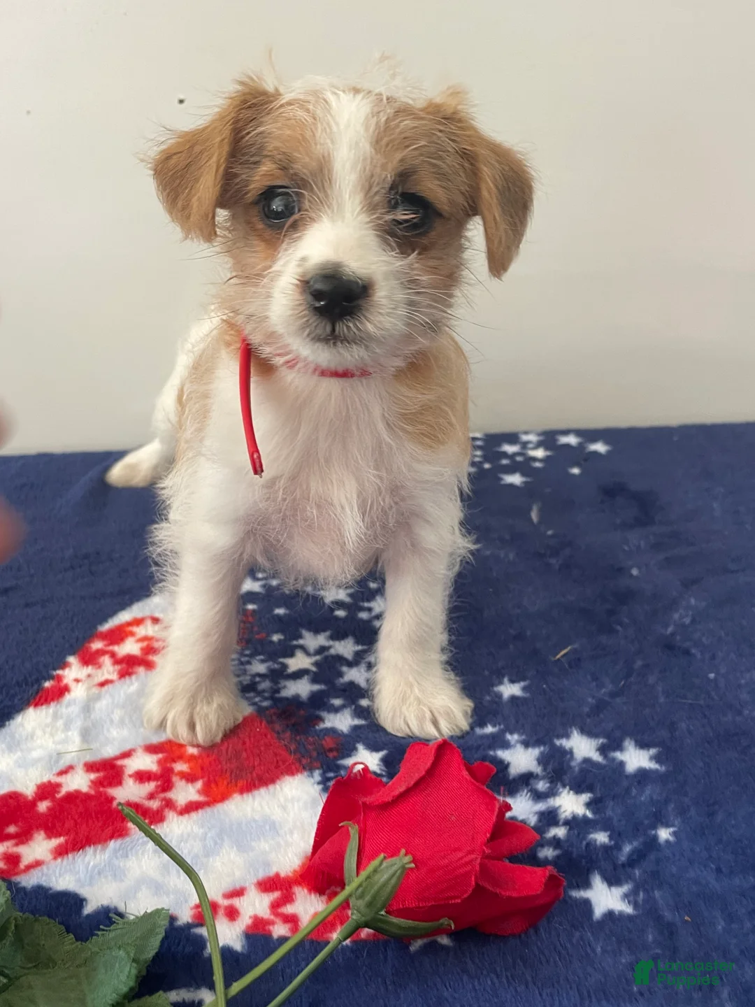 Jackapoo dogs for sale: Jared - Ad 2