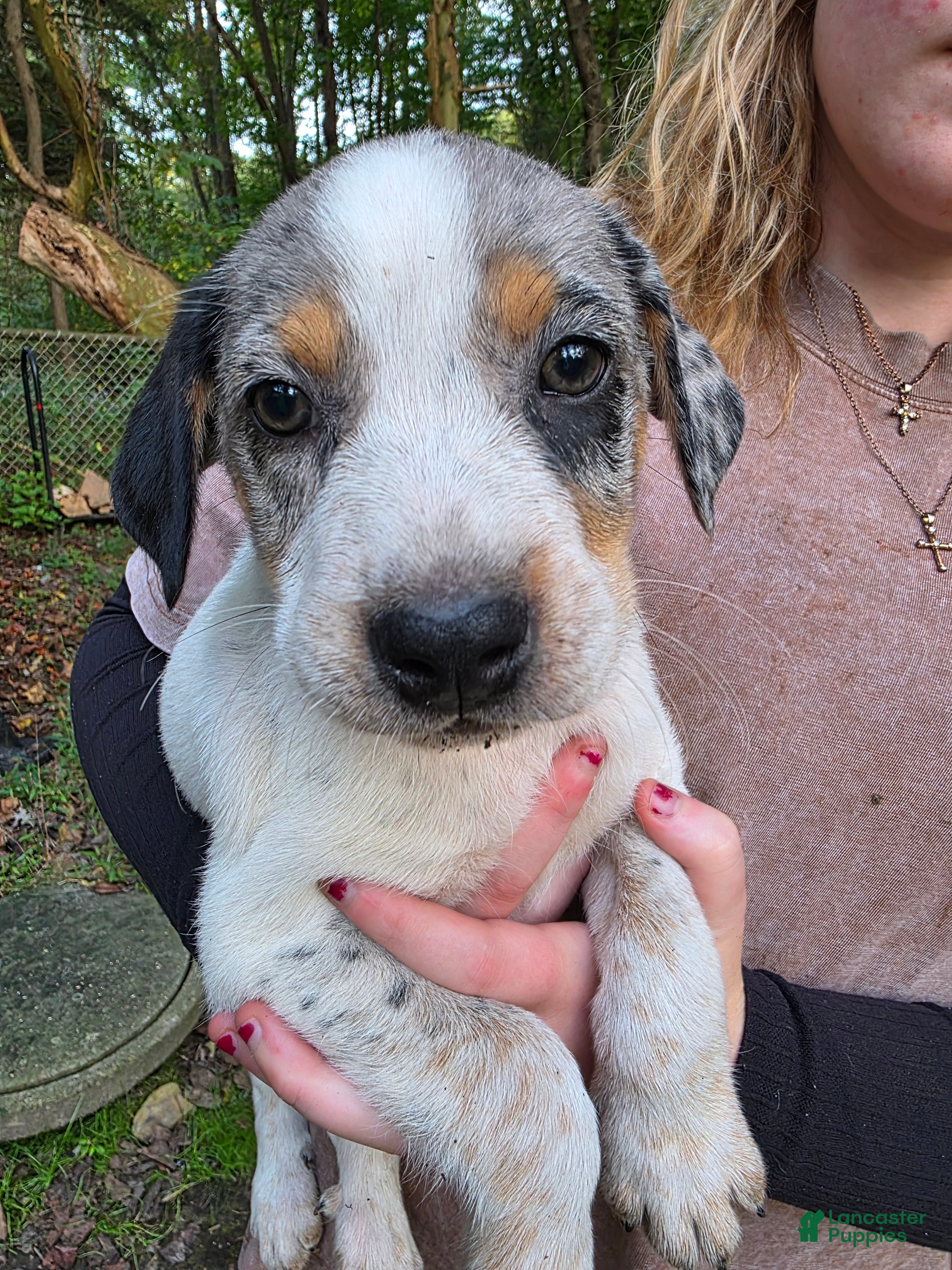 Mixed Breed dogs Mixed Breed 10 - Ad 37