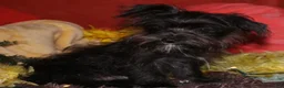 Morkie dogs for sale: Frank - Ad 9