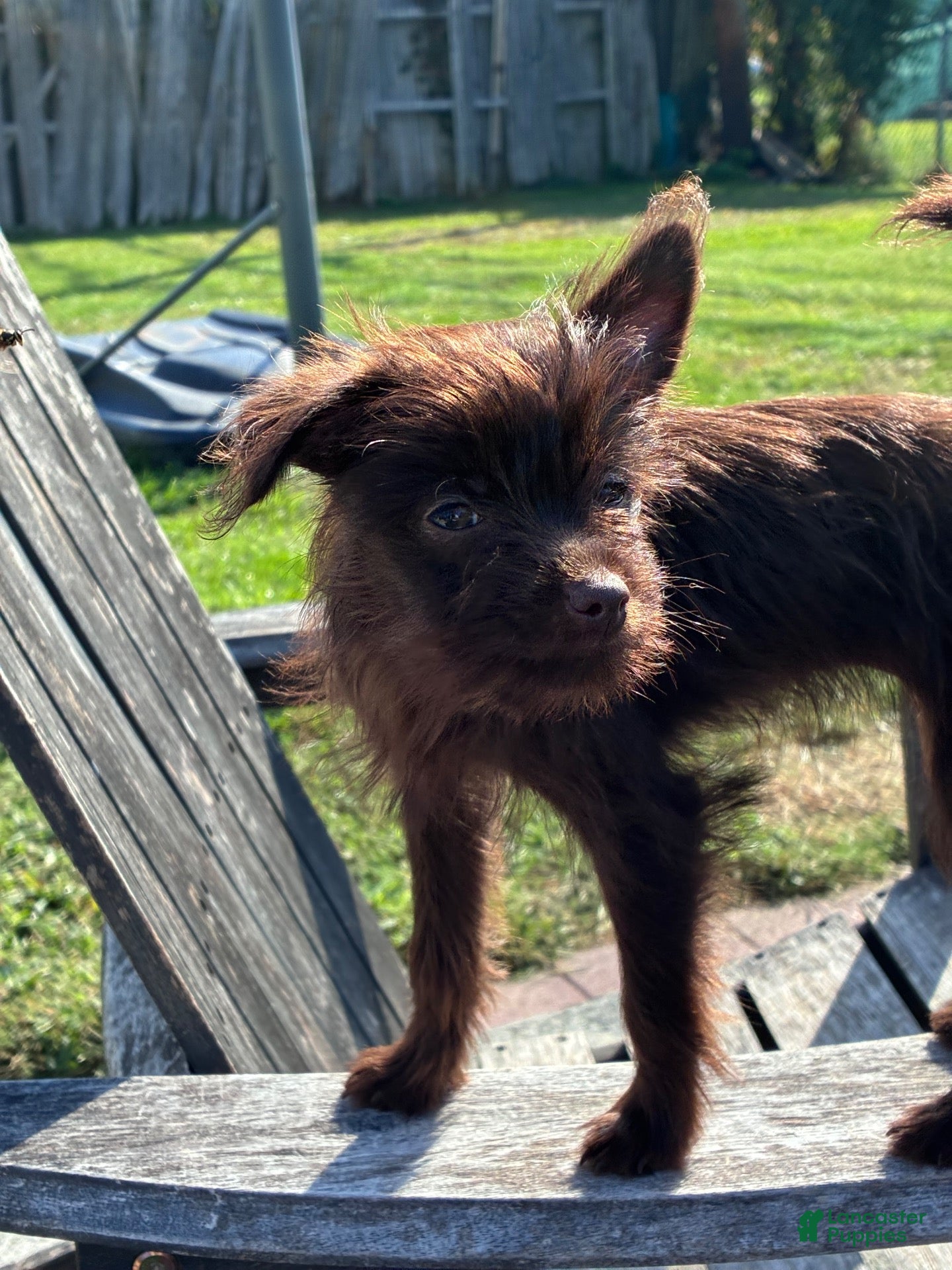 Yorkiepoo dogs Yorkiepoo 3 - Ad 1