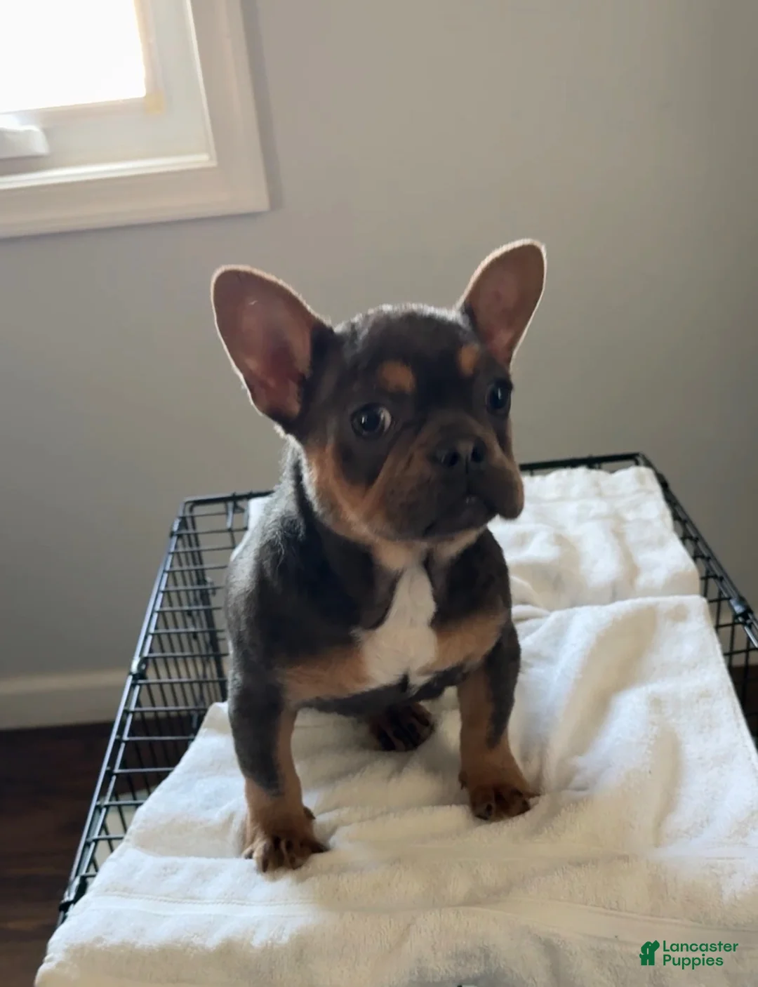 French Bulldog dogs for sale: French Bulldog Puppy 1 - Ad 2