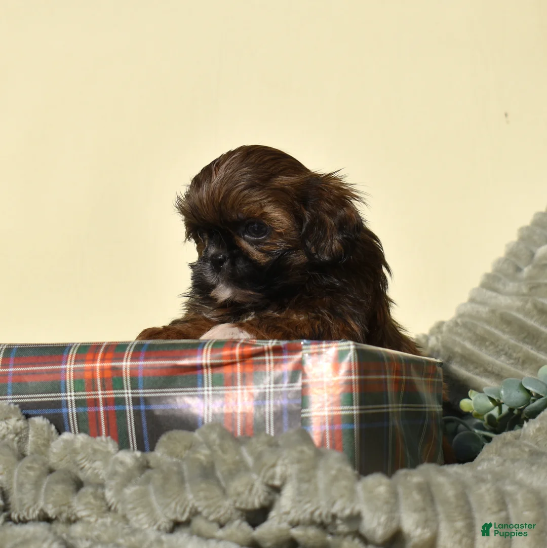 Shih Tzu dogs for sale: Bear (Tiny) - Ad 3