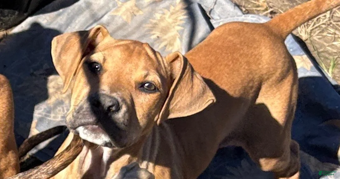 Mixed Breed dogs for sale: Etta - Ad 1