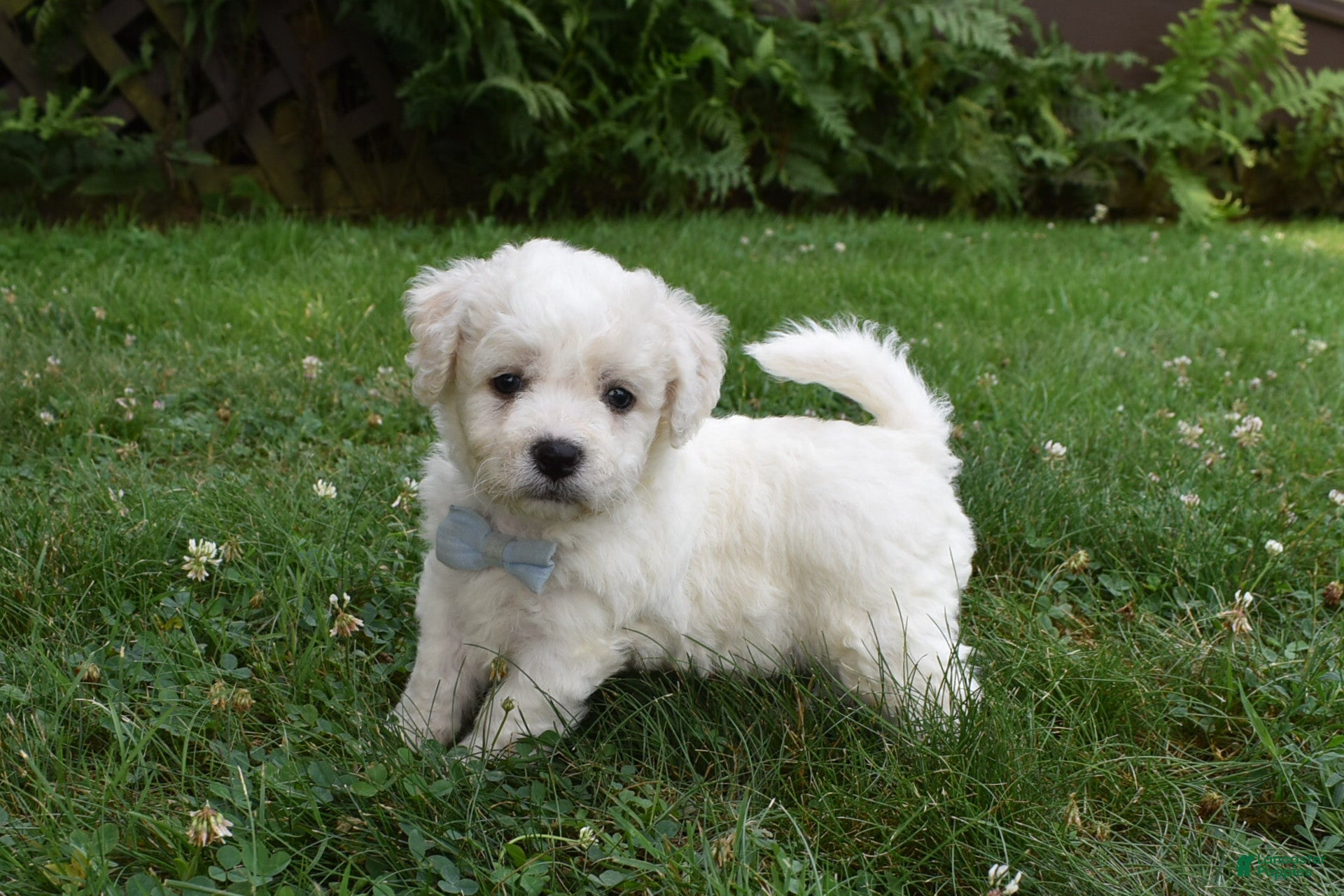 Cavachon dogs Tigger  - Ad 2