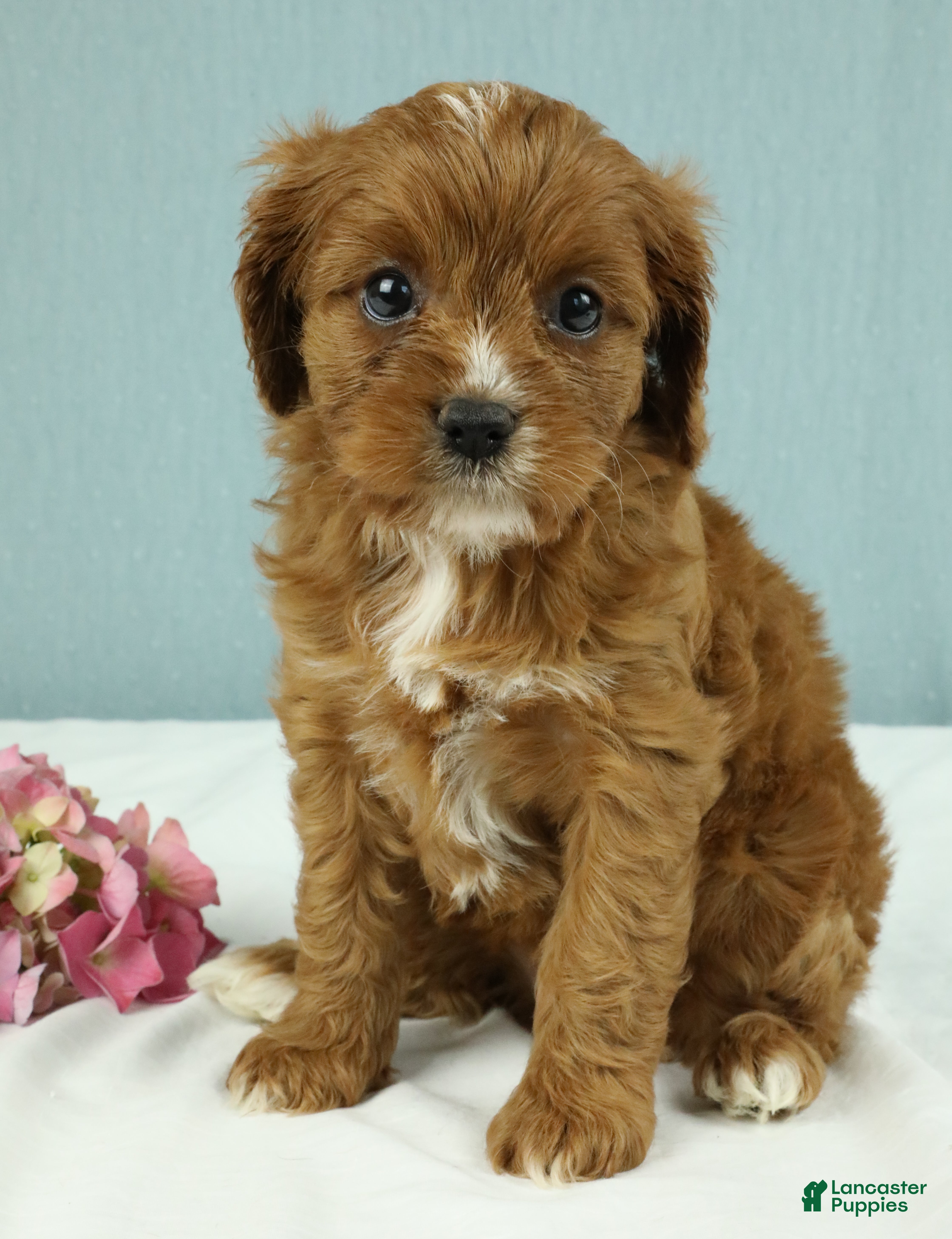 Cavapoo dogs Toffee 🧁 - Ad 2