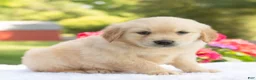 Golden Retriever dogs for sale: Scarlet  - Ad 4