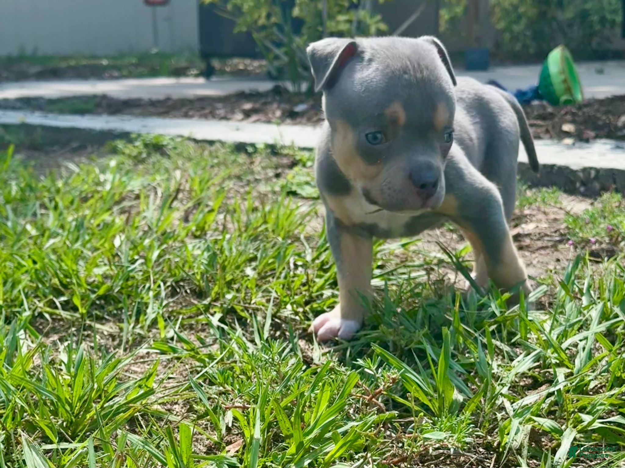 American Bully dogs for sale: Cove - Ad 1